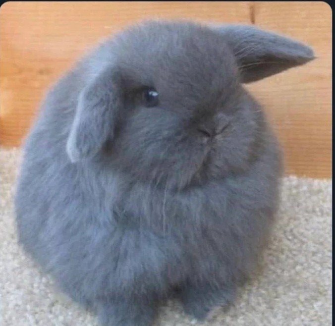 animalpopular9's tweet photo. What would you name him...? https://t.co/R3PfshLtEF