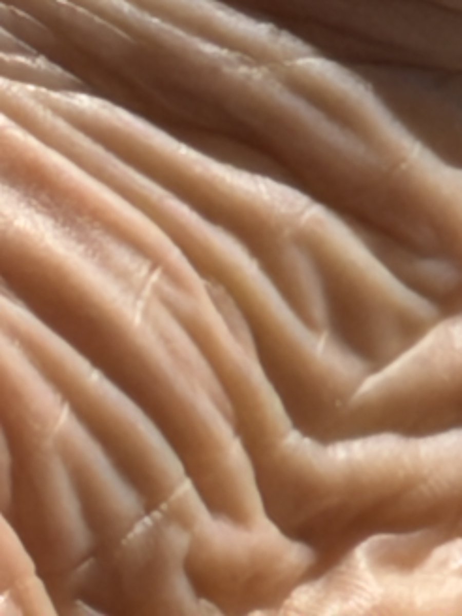 CynicalLatina's tweet photo. Bet you can't guess what this is. https://t.co/59vofeY5fy