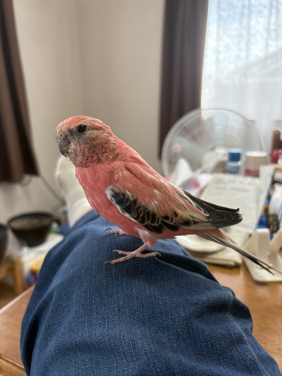 MinamiOrca's tweet photo. ほぼ成鳥になりました！
人間でいえば大学１、２年の男子です。
暑くても毎日、歌とお喋りの練習に余念がありません。　

#アキクサインコ
#アキクサインコローズ
#アキクサインコのいる暮らし
#鳥が好き https://t.co/USv6c31o6c