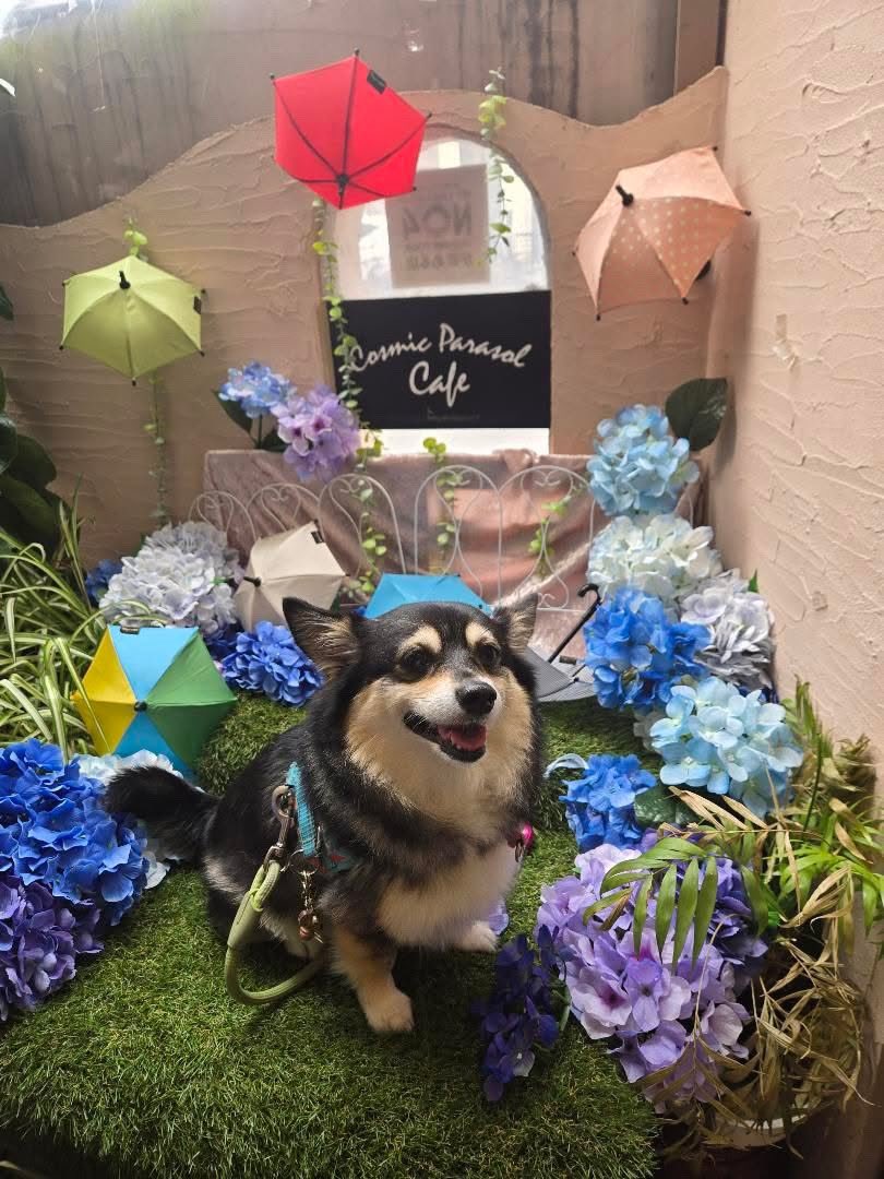 cosparacafe's tweet photo. 【2号店K9COSMICからのお知らせ】
本日は雷を伴う雨のためドッグラン&amp;カフェK9cosmicは臨時休業といたします🙇‍♀️

1号店のコズミックパラソルカフェは元気に営業中です🐕💕
18時ラストオーダー19時まで、ご家族や愛犬と美味しいお食事をお楽しみください✨
ご予約は04-7128-6446まで https://t.co/UQUo4Whr71