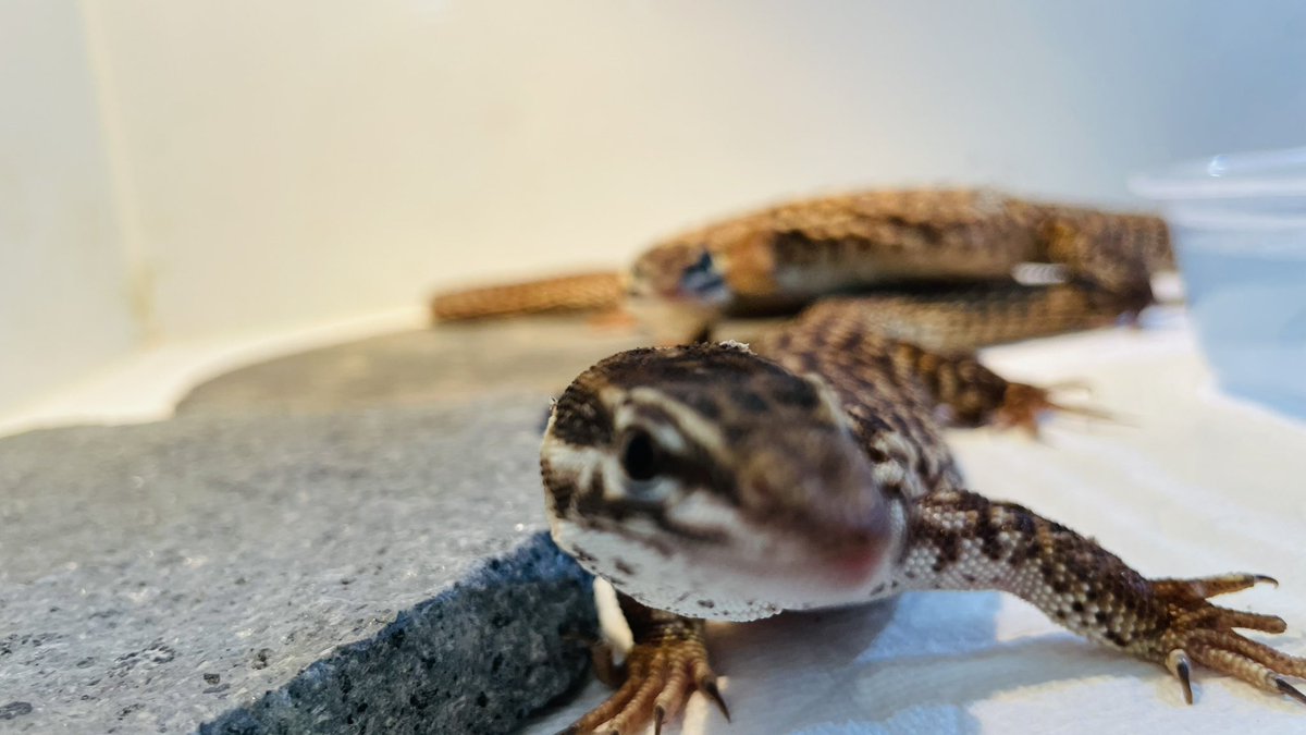 torelrep's tweet photo. 平日の昼間っからこんなことしてる理由は
フルメンテしたくて有休を取ったからです
#リッジテールモニター https://t.co/yesvPKVnJH