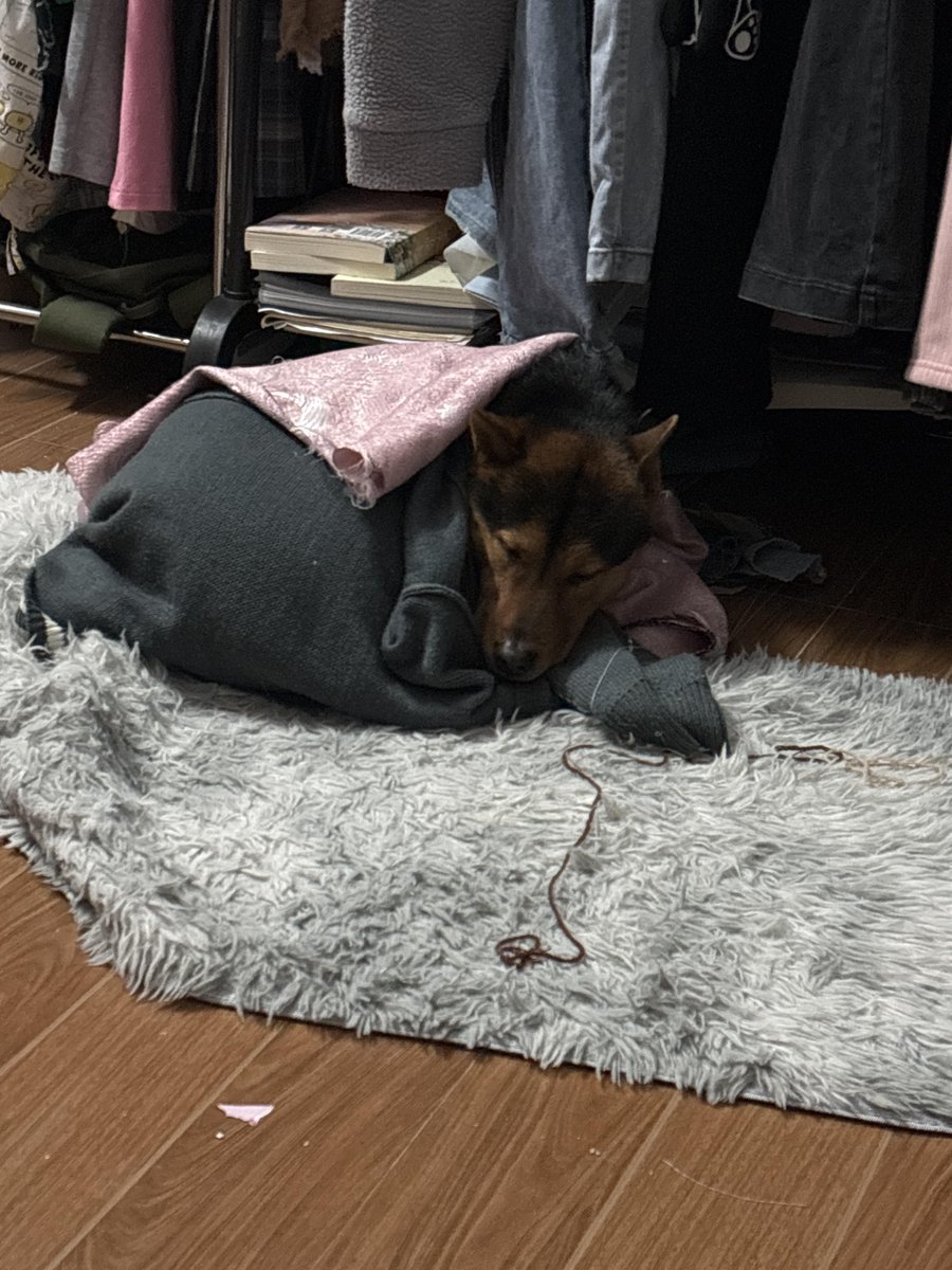 Joonsung5's tweet photo. My pup just curled up on my lap while I worked—this fluffy sidekick turns every stressful workday into cozy magic. https://t.co/2QQXKrKa7k