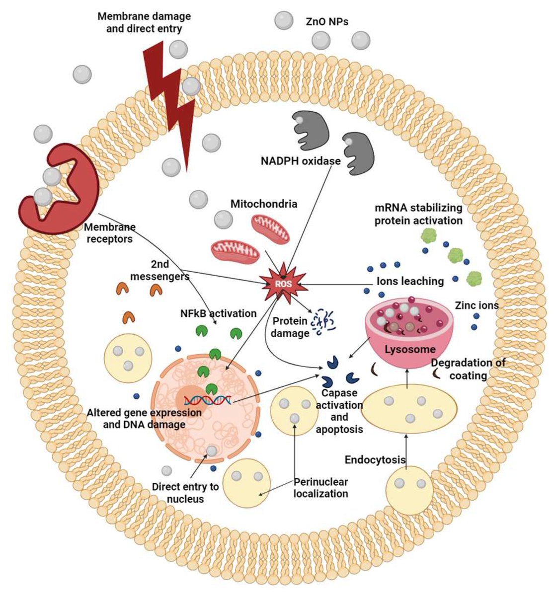 Nano_MDPI's tweet photo. ๐ Functionalized ZnO Nanocomposites
๐ https://t.co/QSh1fu1wLo
How does functionalization shape ZnO for biomedicine? This review covers synthesis, biosensing, imaging, tissue regeneration, drug delivery, immunotherapy, and toxicity.
#ZnO #Nanomedicine #Nanomaterials https://t.co/8buFXImeA0