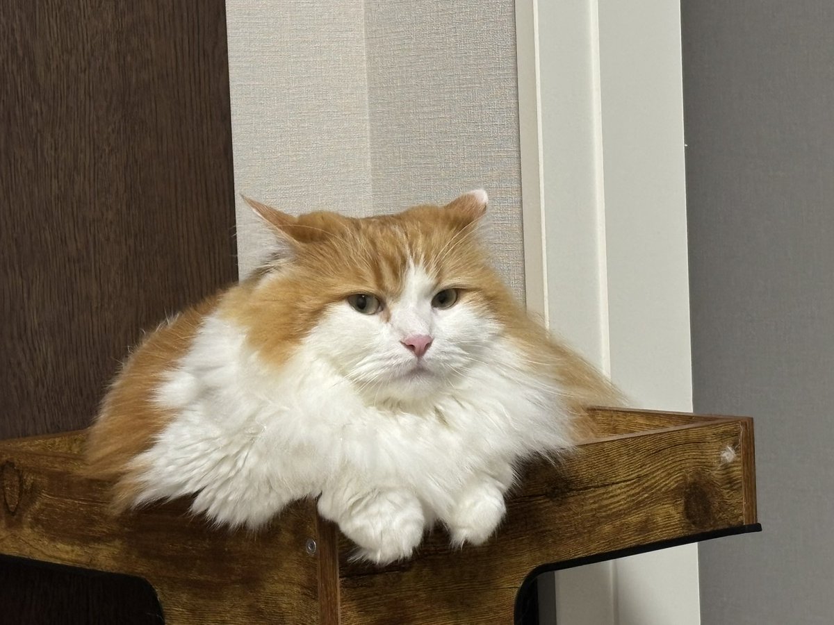 shikatanifam's tweet photo. むっ
#猫のいる暮らし
#猫好きさんと繋がりたい https://t.co/LzAWaDSeWy