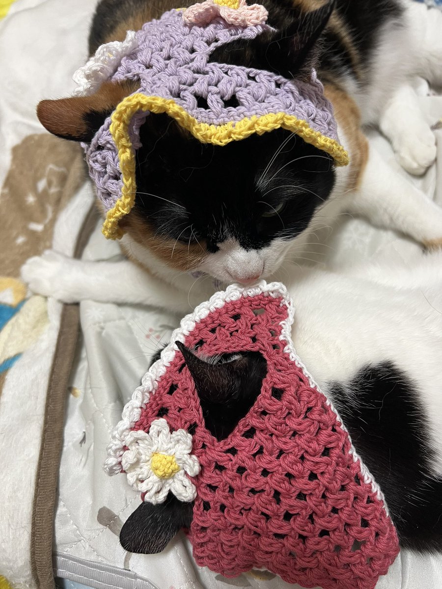 猫屋敷 (@harapeko234) / Posts / X