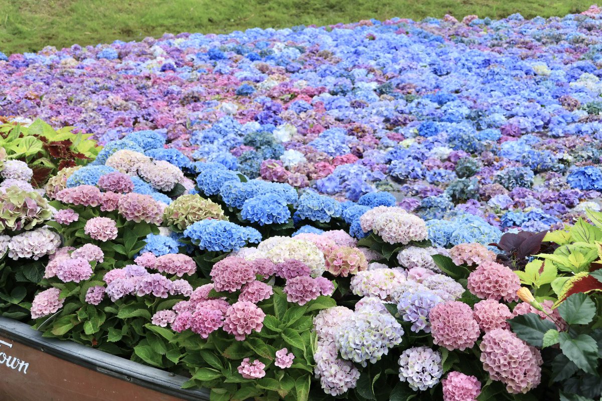 修善寺 虹の郷で限定展示な ハート池の紫陽花🌸 なんとも豪華な贅沢
