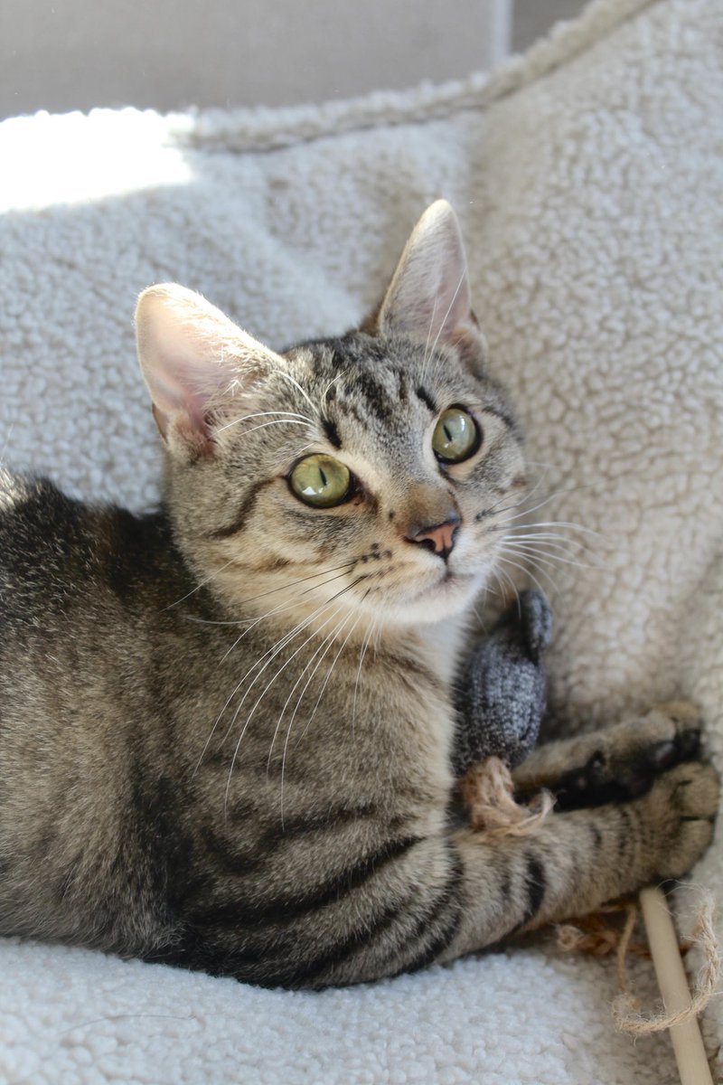 _LyamyaTV_'s tweet photo. @VALORANTes Voici mon chat https://t.co/j7FXyr42g8