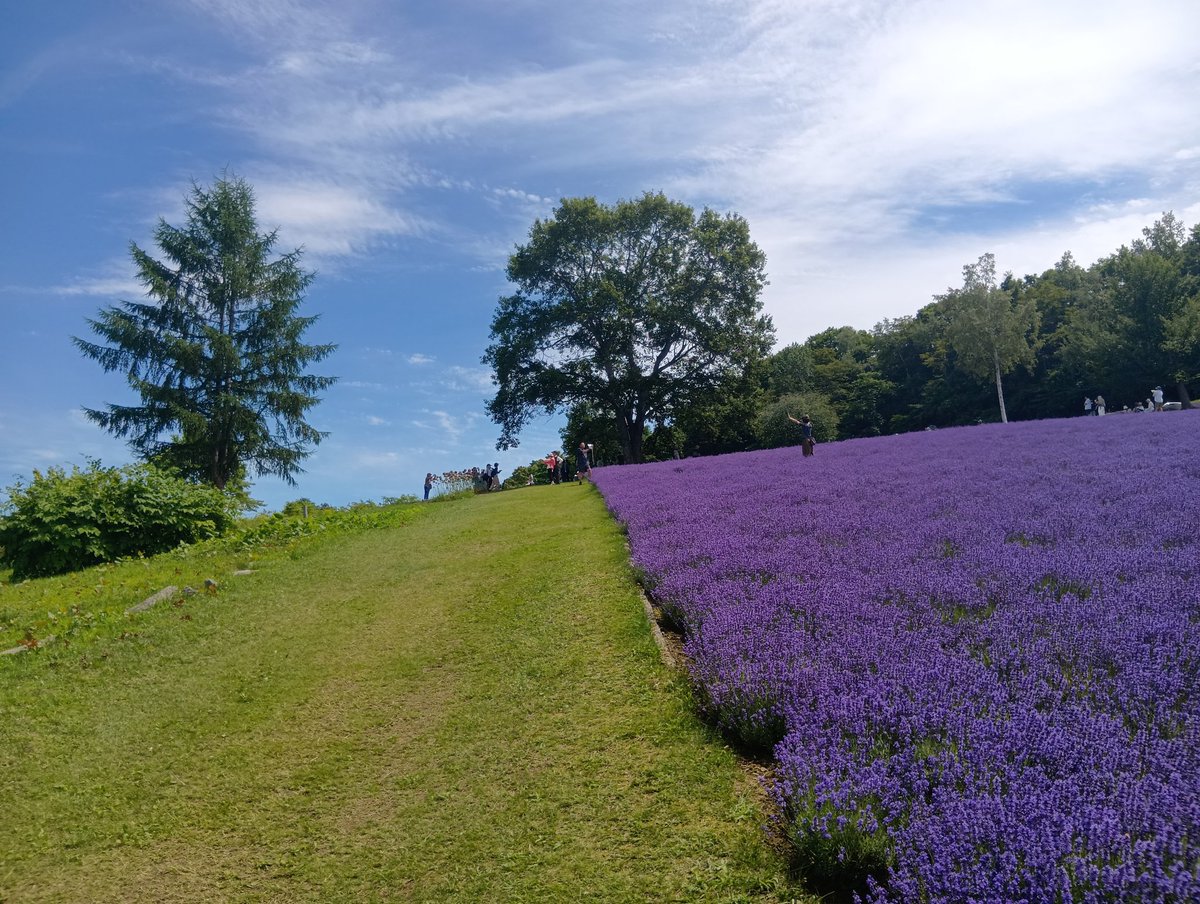 hamahafox's tweet photo. 幌見峠ラベンダー園
ラベンダー満開だったし札幌一望できてきれいだったー(⁠≧⁠▽⁠≦⁠) https://t.co/8bTGiySyuF