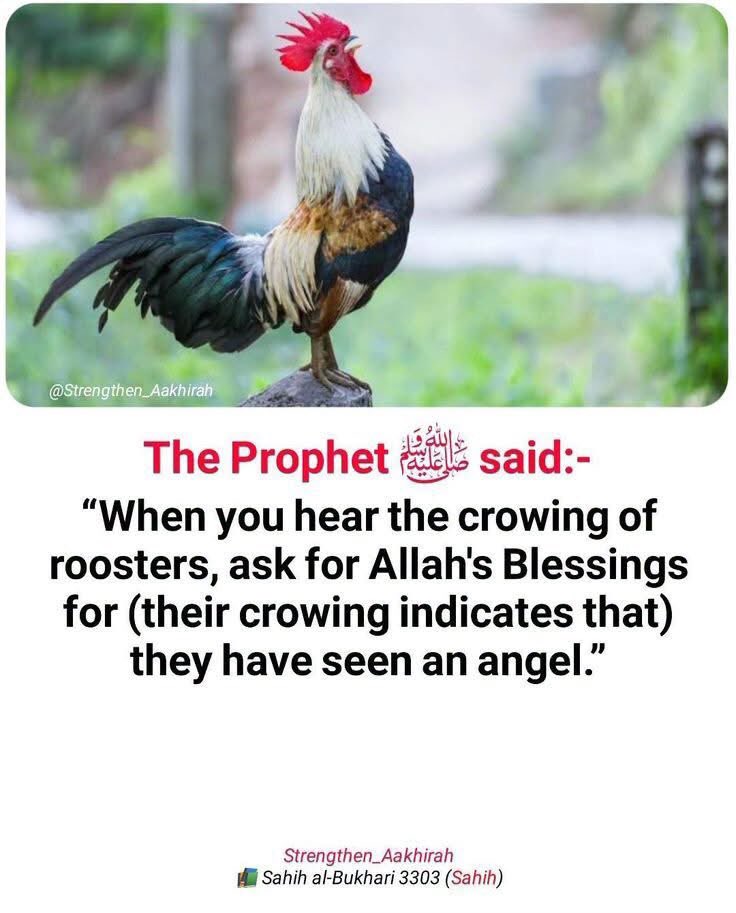 maudeh005's tweet photo. HADITH. https://t.co/AccgG4urHk