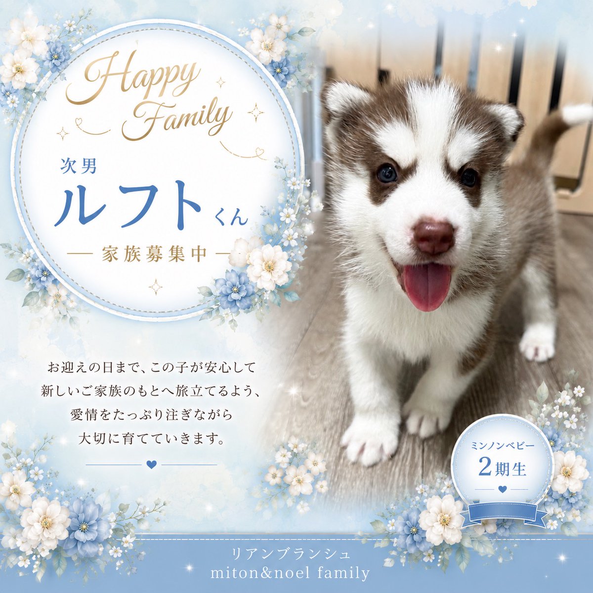 SiberianTottori's tweet photo. #シベリアンハスキー
#飼い主様募集中
#鳥取県 https://t.co/2cz1AQvywZ