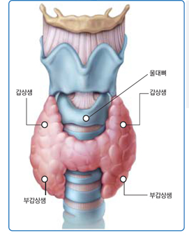 Jahman_MD's tweet photo. 갑상선 공부할 때 해부학 교수님이 "갑상"이란게 "방패모양"이라고 설명해줬었음. 근데 아무리 생각해도 저 모양이 무슨 방패라는거지 궁금했었는데 나중에 고대 그리스 방패모양을 알게 되고 이해하고 ��김. 트로이에서 브래�� 피트가 들고 있는 저 방패 모양이었던 것. https://t.co/UnJhuYUzE2