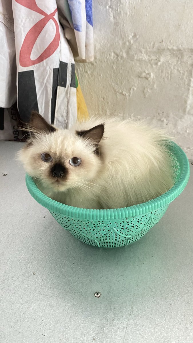 ngedtot's tweet photo. @chameloem mauu drop my majikan bulu-bulu kakk 🐈 https://t.co/4c6pQvmOxi