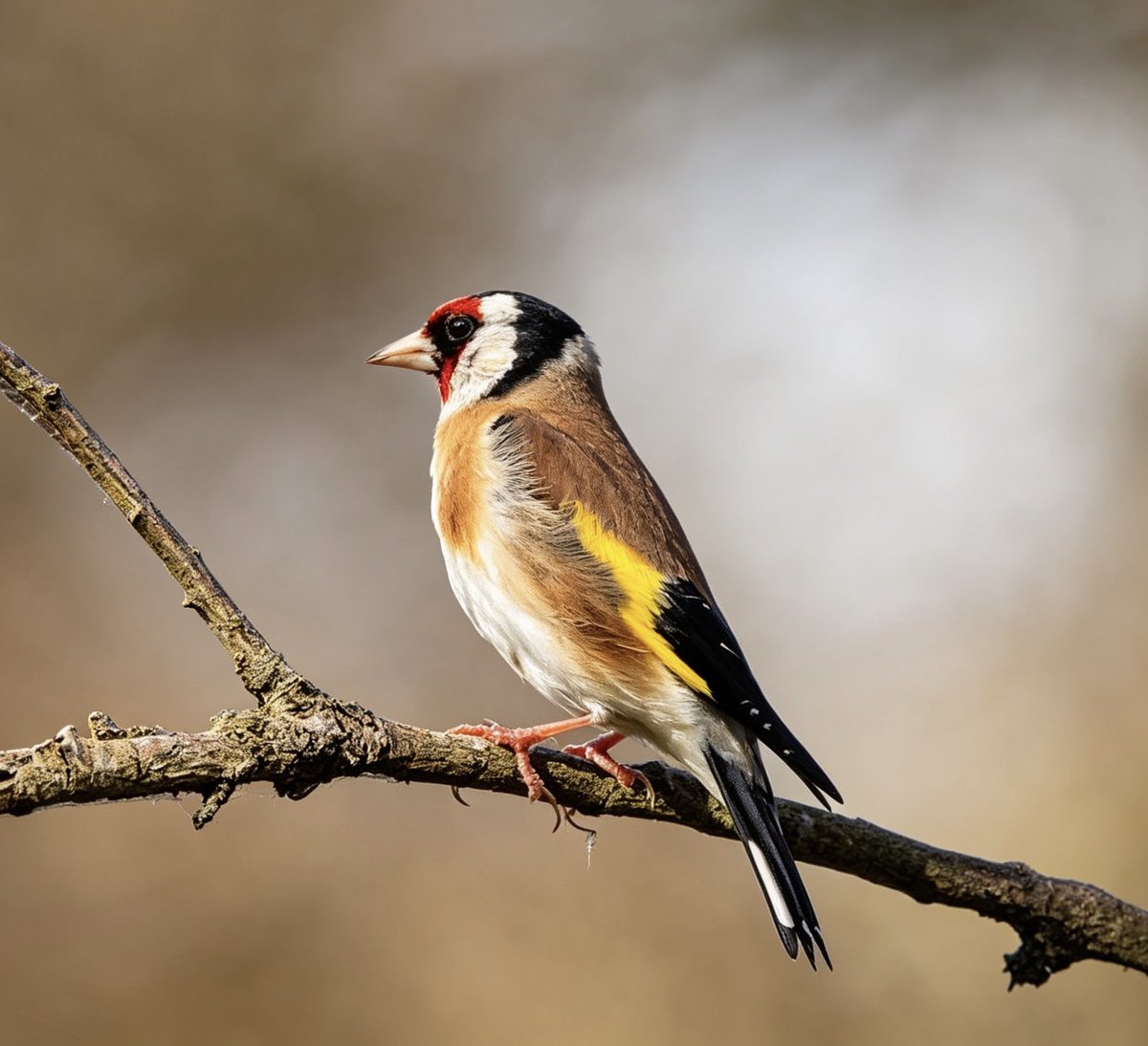 JavaJaneGallery's tweet photo. Goldfinch #FinchFriday
#Birds
#photography
#Nature https://t.co/zJL8nB5HNQ