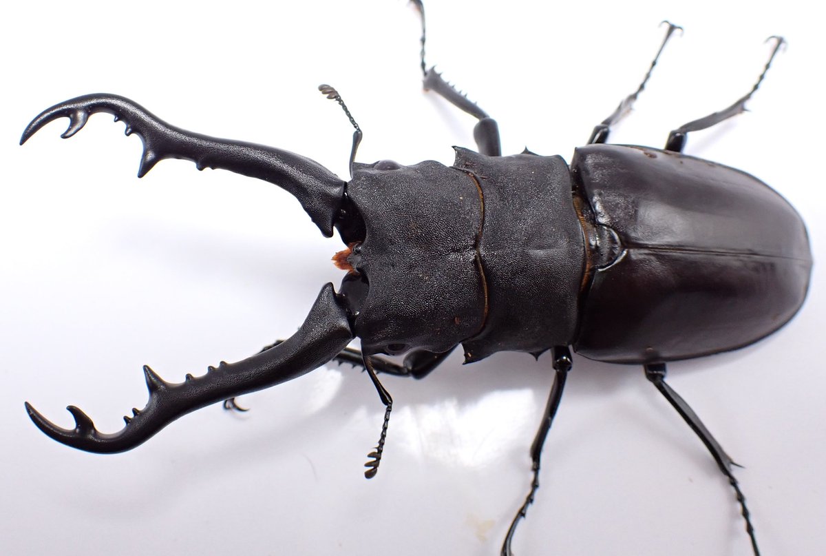 STAG_BEETLE_JAPAN (@JapanStag) / Posts / X