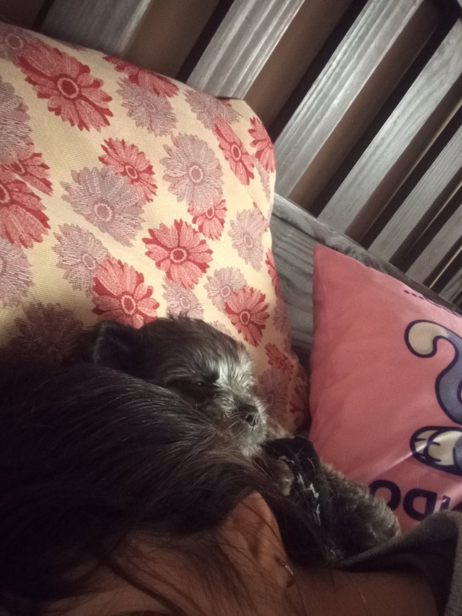 1nerina1's tweet photo. te amo persa como vas a dormir así 😭 https://t.co/c3FoA7NvJr