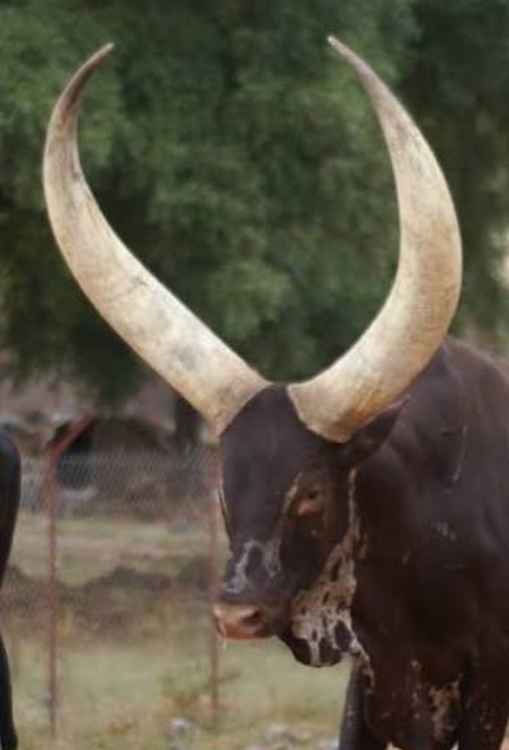 MamiPornWife's tweet photo. Si 🇪🇦España🇪🇦 gana el mundial, haremos un sorteo de un vídeo personalizado, al gusto del ganador, entre todos los que hagan RT a este toro 🐃 con grandes cuernos..

...porque en esta cuenta, nos ponen mucho los cuernos 🤘🤘 https://t.co/vGmFdJoDpr