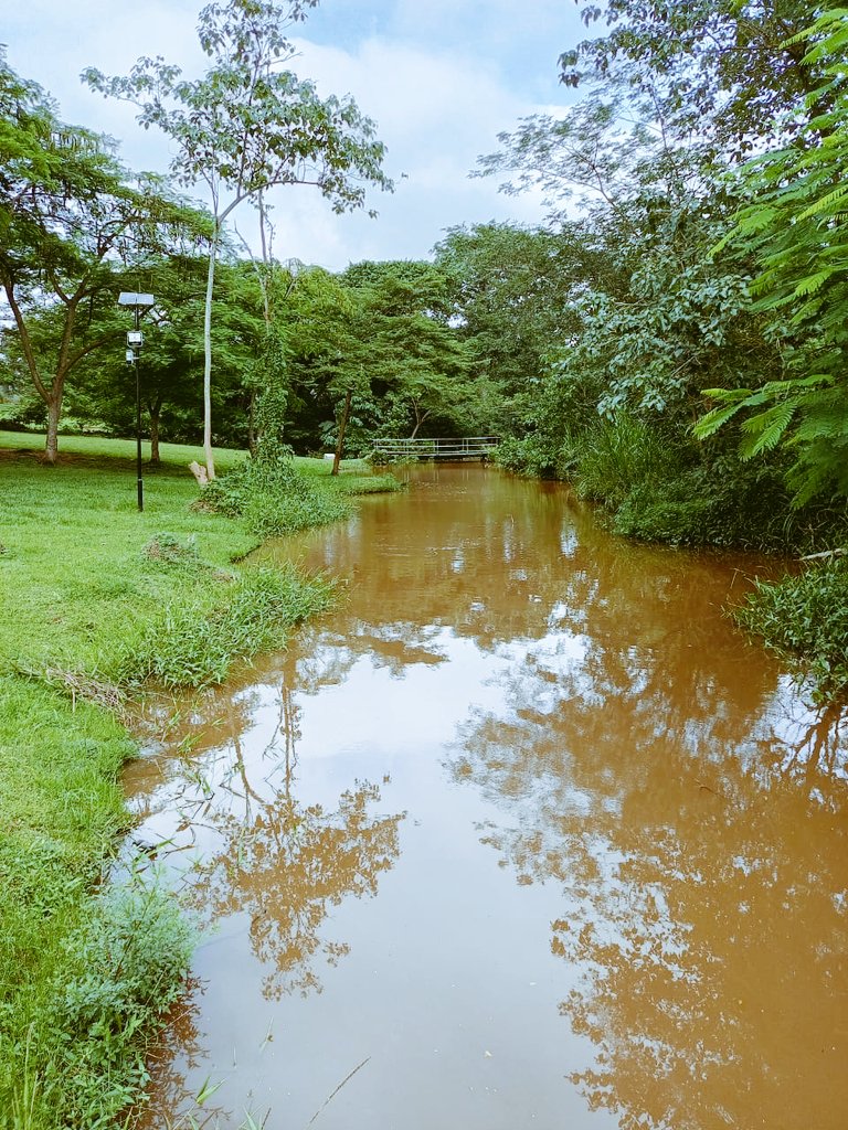 Save_OgunpaFR's tweet photo. 🌳🪵 The next #tributary to join the #Ogunpa #River after the Alawo stream, from the opposite bank, is the #Labelabe #stream, with two tributaries of its own, the Oniho and Onireke streams.
Arising beyond the perimeter fence at the Northern boundary of the #Ibadan #Golf Course in Onireke,
the first couple of kilometers or so of its journey towards the #Ogunpa,
is filled with #lush #green #vegetation and great good fortune.
The #Labelabe stream is much pampered and very well taken care of as it glides through the #serene #landscape of the #golf #course.
A stark contrast to the rough-and-ready beginnings of the #Alawo stream, its nearest neighbor at the #Ogunpa #River #channel.
(Image shows #Labelabe #stream passing through the serene environment of the #Ibadan #Golf #Course, #Onireke, July 2026)