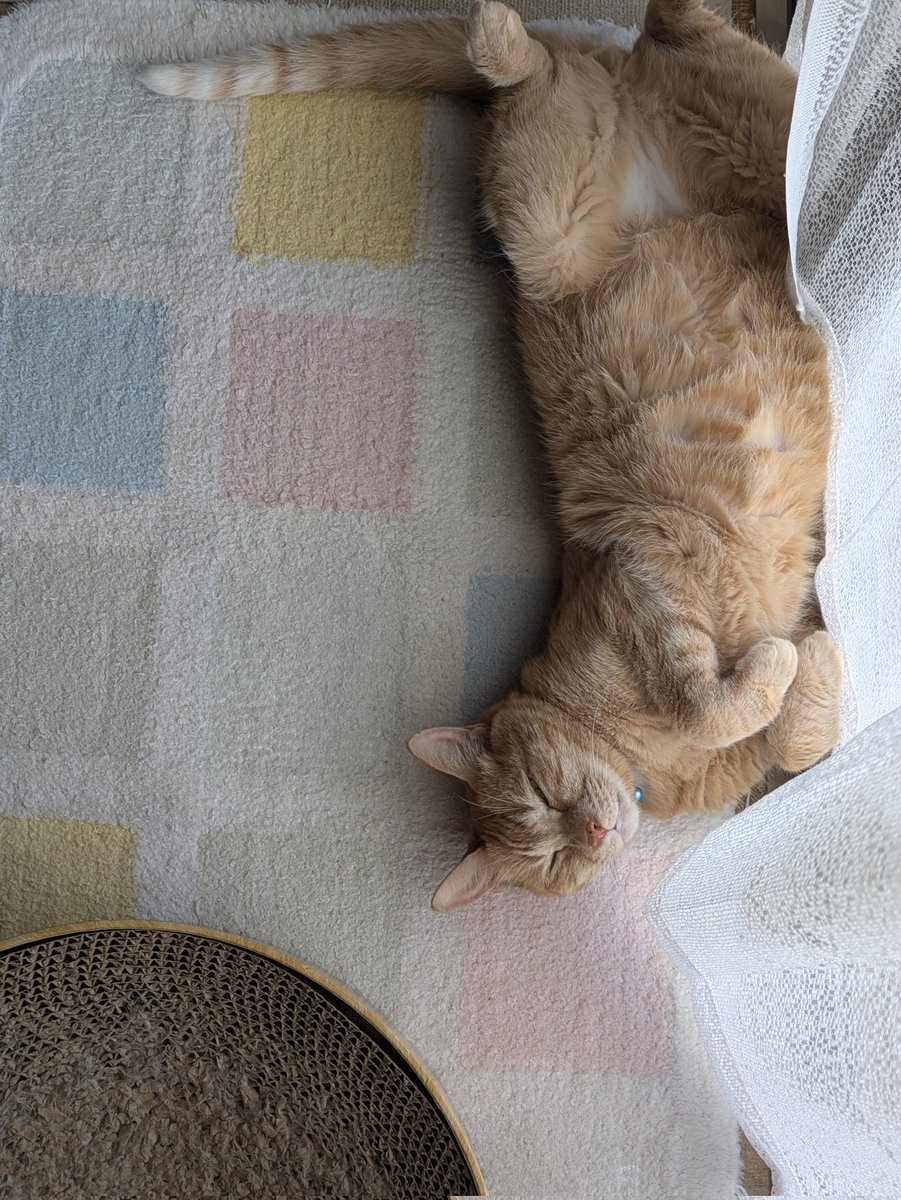 fuwahiro's tweet photo. 猫が落ちています
 #茶トラ猫  #ヘソ天 https://t.co/HeYmoLyj5J