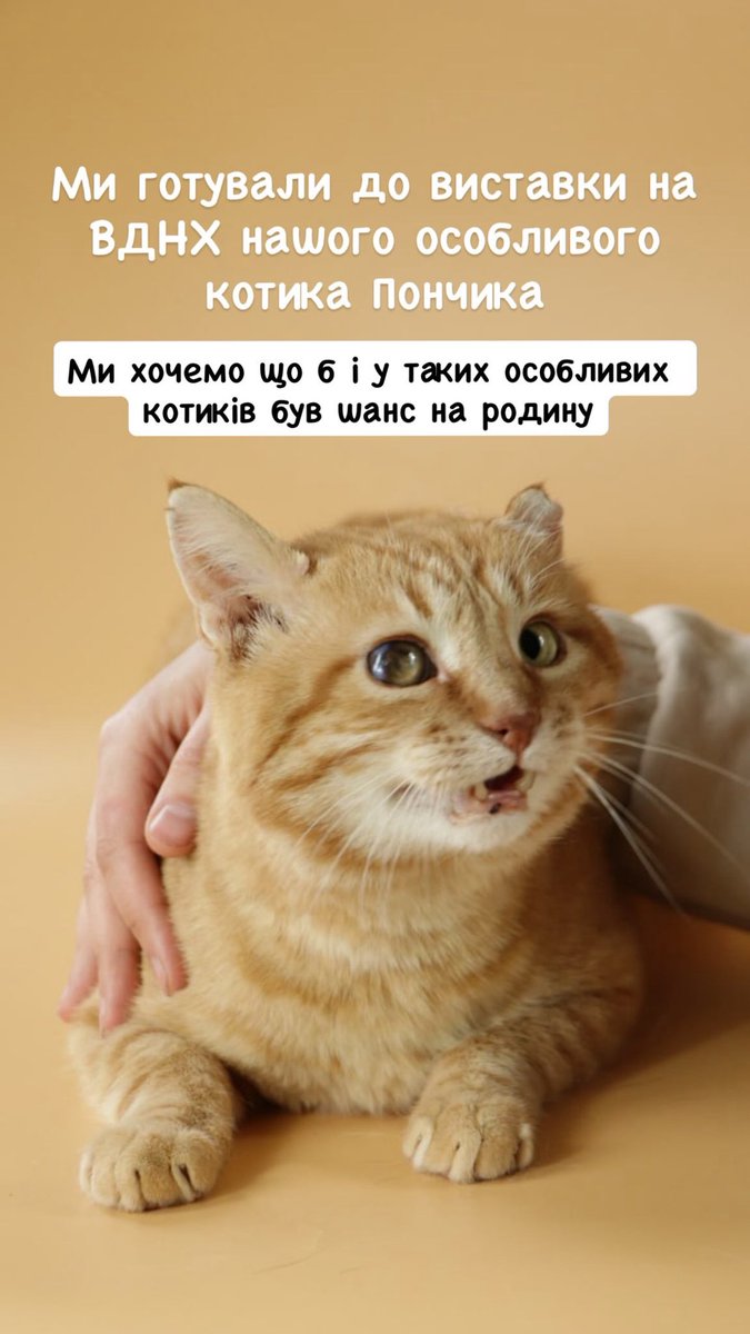 Avonato's tweet photo. Ми готували нашого особливого котика Пончика до виставки на ВДНГ, адже так хочемо, щоб і в таких хвостиків був шанс на родину.

Але під час базової перевірки зіштовхнулися із проблемою - аналізи двічі показали сильно завищений рівень глюкози в сечі та крові. https://t.co/ZhbOvA95Bg