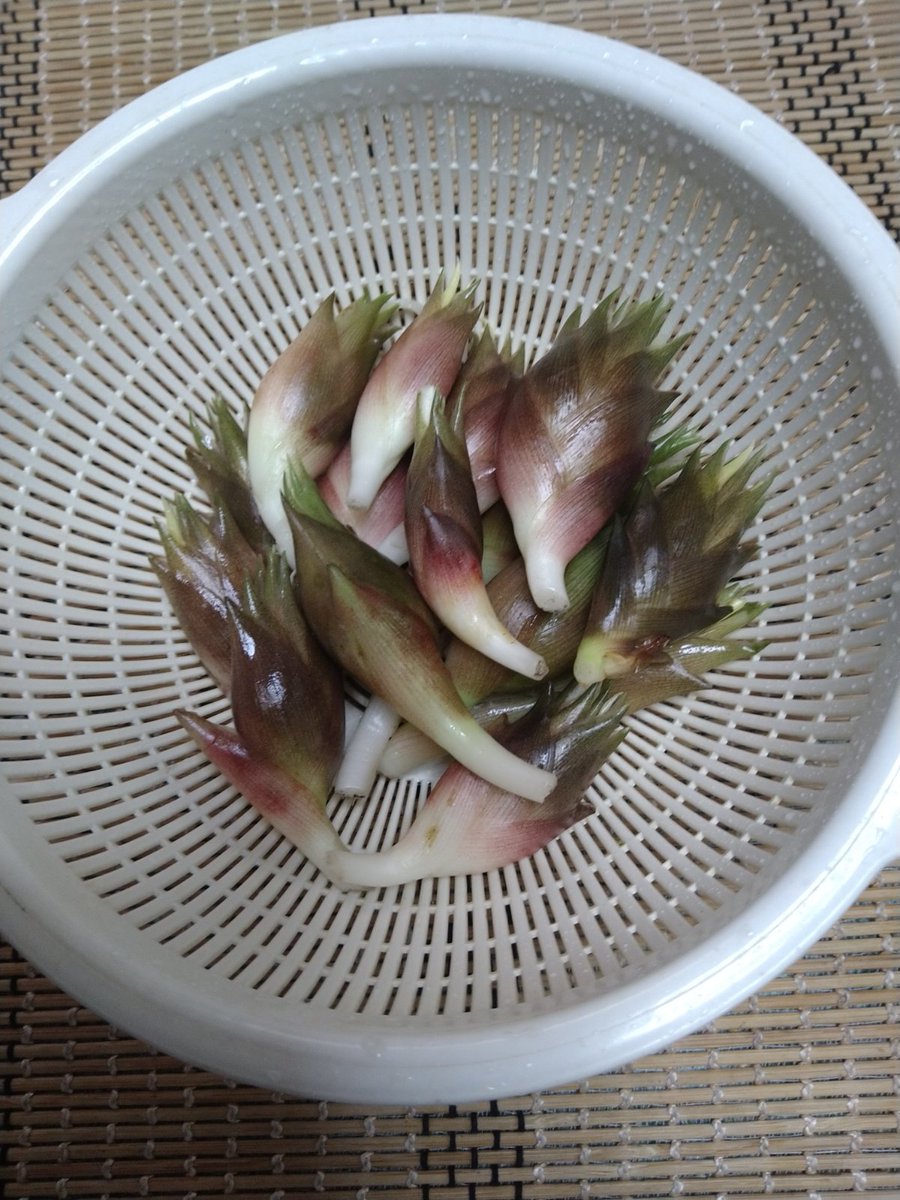 chintonchan's tweet photo. 今年、最初の茗荷の収穫！初茗荷！
暑い夏を乗り切ろう！！！ https://t.co/tt1LM5OT6q