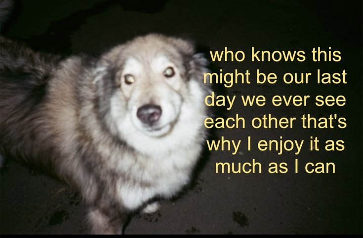 caninepoetry tweet media