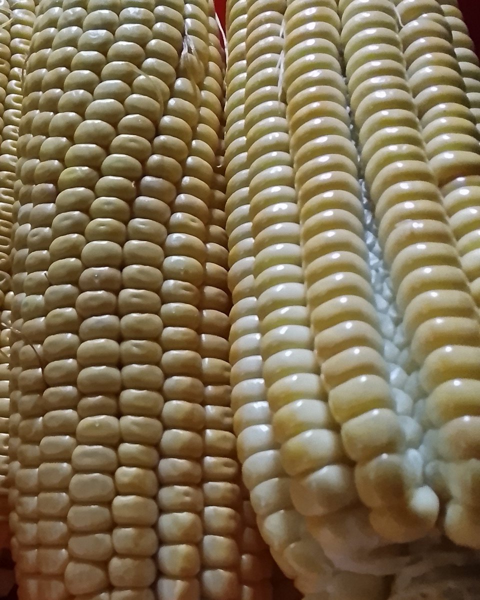 priscanall's tweet photo. Yeyy @grok what are the health benefits of this fresh maize from my farm over lab or GMO corn?🌽 https://t.co/da4TGvC1sq