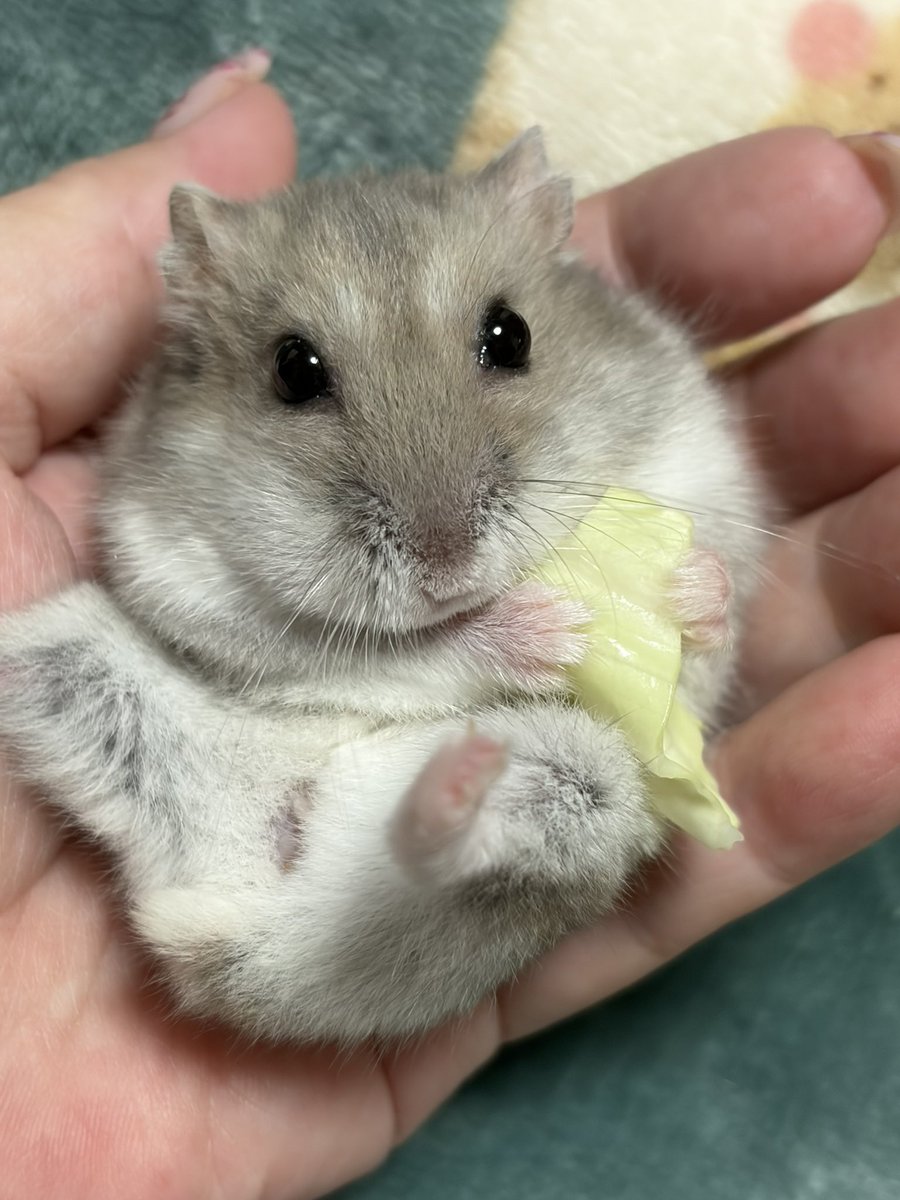 Julia_hamham's tweet photo. じぇじぇねぇねの まねっこでちよ。

いもーと、まだまだでちね。 もっと ぱっかーん するますよ。 https://t.co/wZfCJNgQju