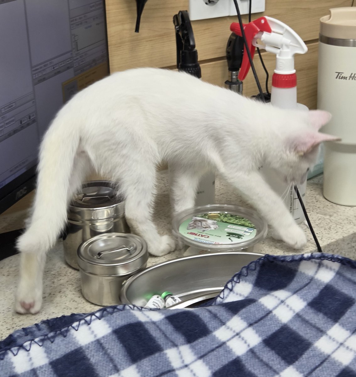 chamggaebom's tweet photo. 병원에 온 흰무
1차 접종, 외부 구충, 귀 진드기 치료 완료!
#흰무를입양하세요
#킨무를입양하세요
#고양이입양홍보 https://t.co/kNgk1G9nJW