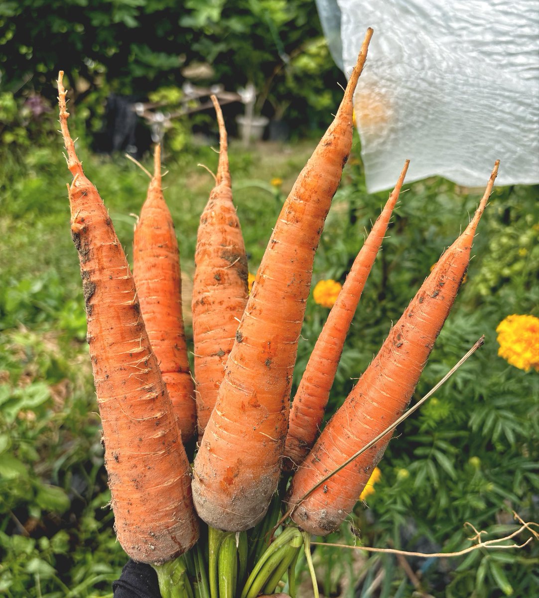 lsucculent's tweet photo. にんじん回収🥕綿花も咲いてた https://t.co/KnFFZxJRCS