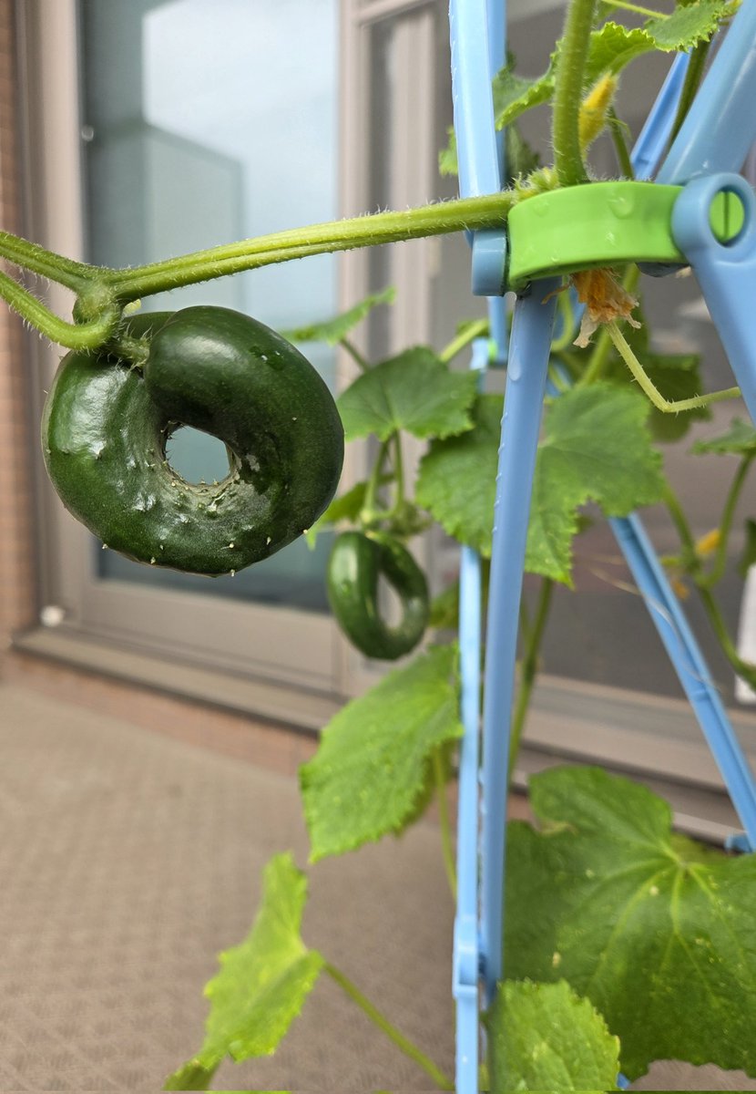 0aMads's tweet photo. 学校の授業で
息子が育てている キュウリ🥒 🍏🍀
とても可愛いけれど、
この子達の株のためにも、収穫 😂
晩ご飯に美味しく頂きました 🥒✨ https://t.co/xATGKDovDZ