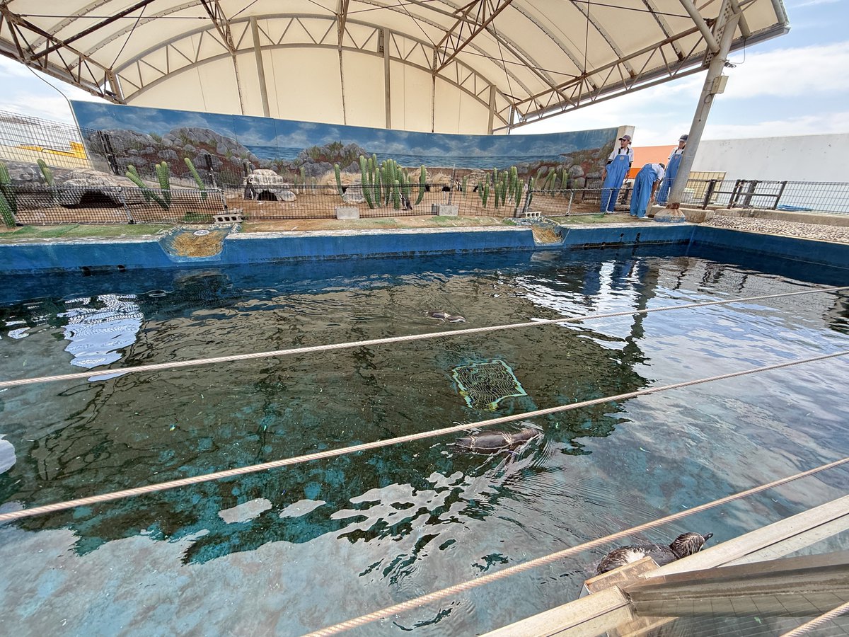 Shishio_Shio's tweet photo. 越前松島水族館初めてきた！
正直展示の種類とか方法はお世辞にも2200円の価値ないけど、とにかく近さと接触系コンテンツの充実がめちゃくちゃ凄い、特に魚入った水槽で遊ぶコンテンツは流石に初めて見た

向いてる:家族連れ、カップル
向いてない:カメラ機材あって水触れない(俺)、独身異常男性(俺) https://t.co/eenW8Y0ijy