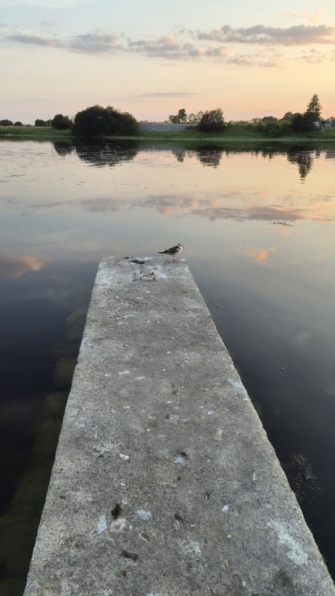 mylastsatoshi's tweet photo. Even the gulls get philosophical at golden hour.
A lone bird staring pensively out over the River Shannon as the sun sets on the west bank in Athlone, Co. Roscommon.
Pure peace on the water this evening. 🌅🕊️

#Athlone
#RiverShannon
#Roscommon
#IrishSunset
#Ireland
#Sunset https://t.co/h89SX0DlRg