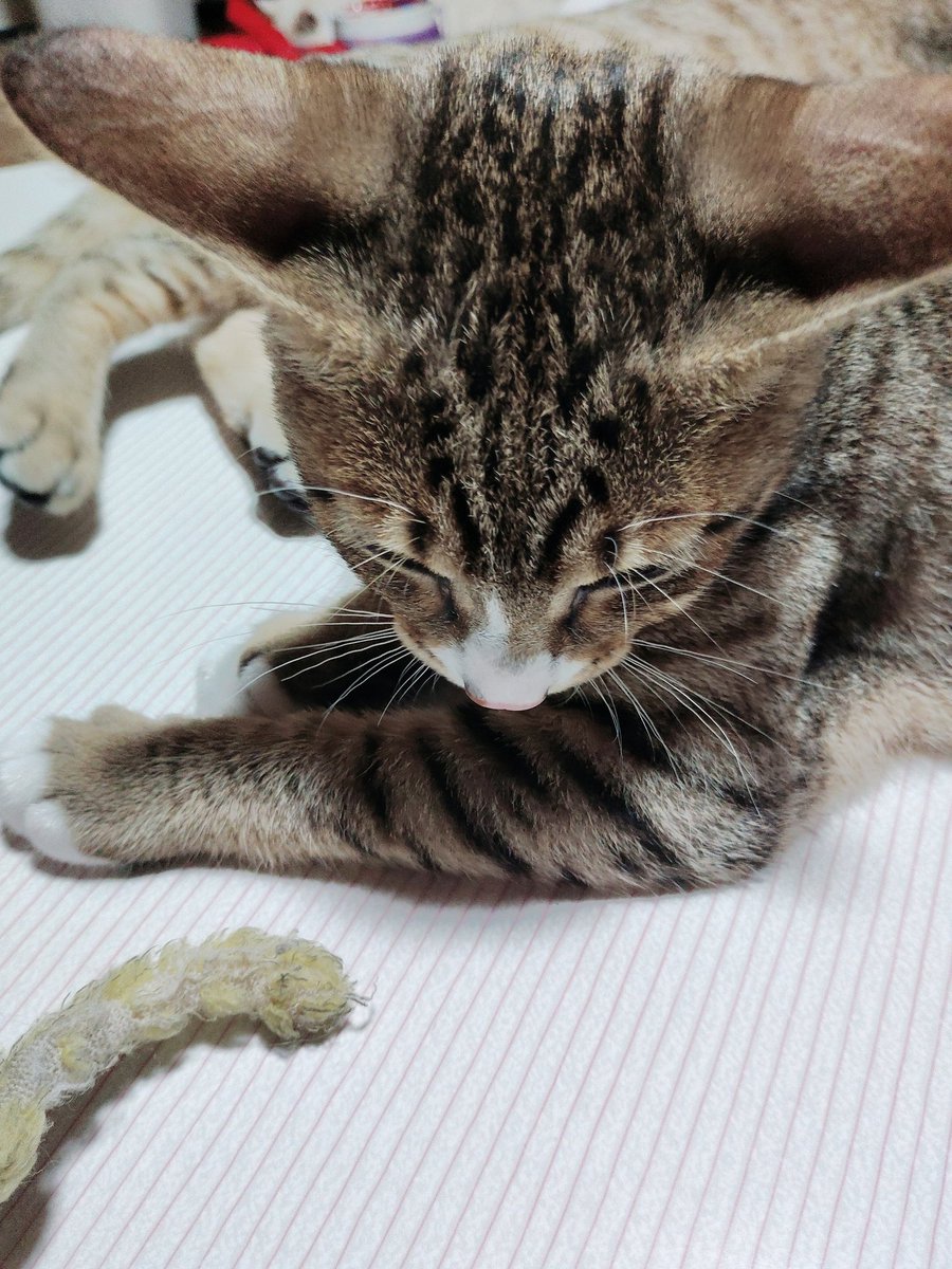yuki0ren's tweet photo. ﾈｺﾁｬﾝのおでこ　この角度かわいいね…お耳デッカ https://t.co/x3QGpbTstl