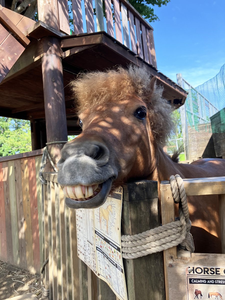 sizenkinder's tweet photo. 柵の角は、どりーちゃん専用かゆかゆスポット🐎

#町田自然幼稚園
#町田
#ミニチュアホース
#馬のいる暮らし https://t.co/PSTEQhuuWf