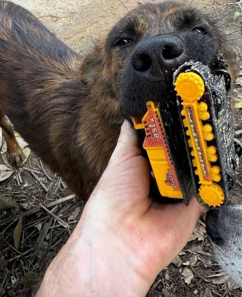 AcervoCharts's tweet photo. Cachorro de rua leva presentes para o homem que o alimenta como forma de agradecer o carinho. https://t.co/rUN6fchXSy