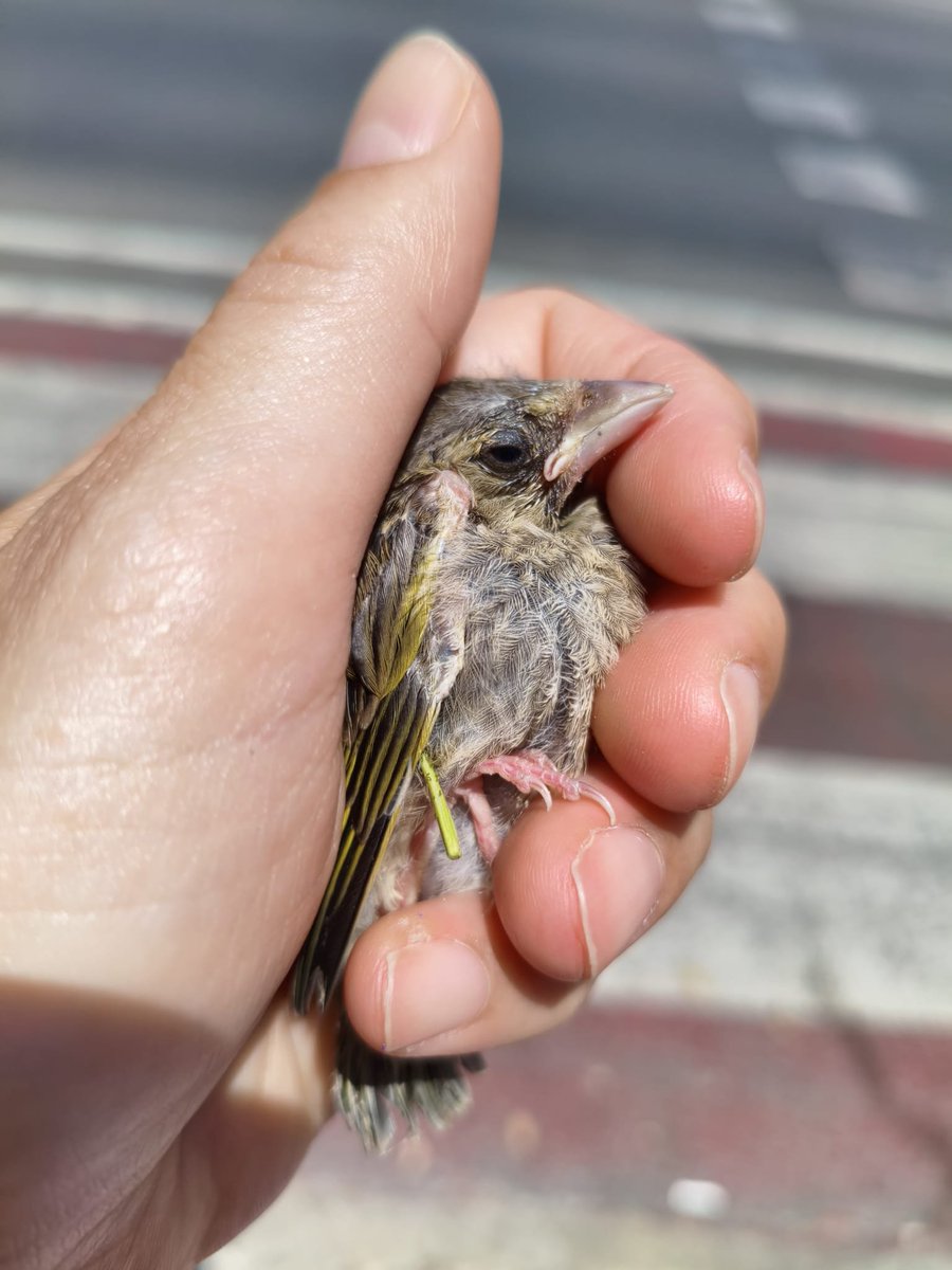 ChocotitaKawai's tweet photo. Es increíble como ha mejorado el verderito, de encontrarlo en bastante mal estado a esto. Me da tanta felicidad poder ayudar así a un animalito ❤️‍🩹
#BuenosDías #Verderon #Aves #RescateAnimal https://t.co/1S4WooMZpS