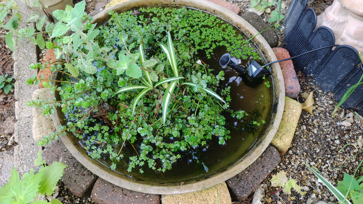 GregAtkinson_jp's tweet photo. Another small pond in my yard. This appears to be quite popular with the paper wasps that visit the garden. I need to add some plants around it to hopefully attract some frogs. https://t.co/8Ygut6e1KL