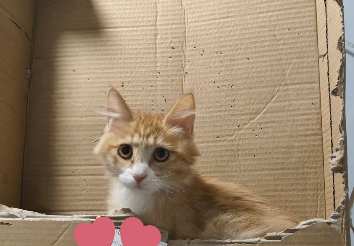 猫。 tweet media