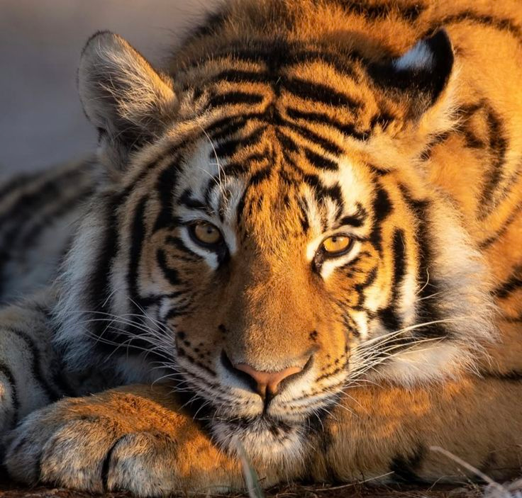 loonassembles's tweet photo. Tigers are so butch coded https://t.co/xTOPUzG0em