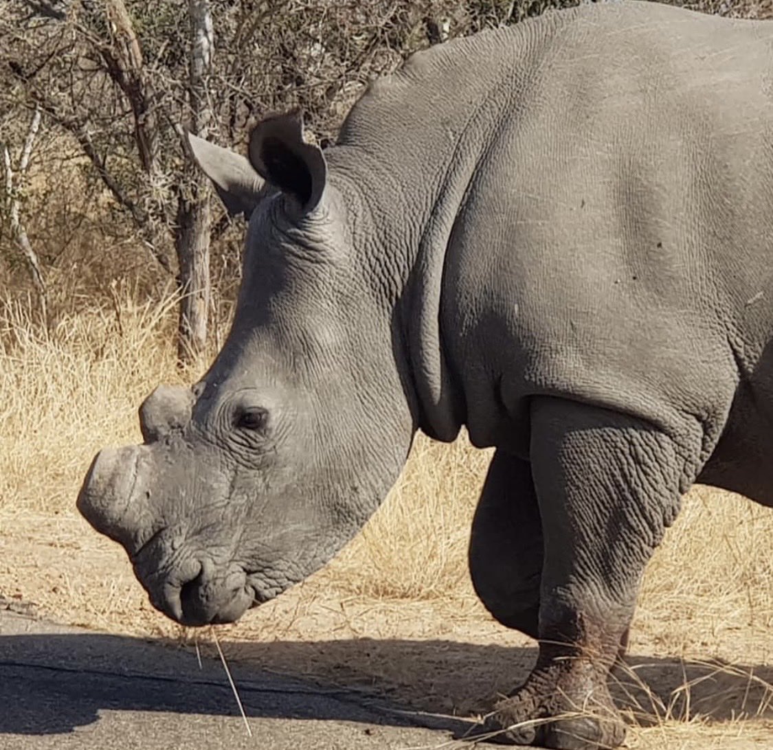 EdwardthembaSa's tweet photo. Frame 1:10 years ago 

Frame 2:NOW.💔💔💔💔💔

All because of greed and stupidity…….

#Myoffice
📍KNP https://t.co/yW364l6iSU