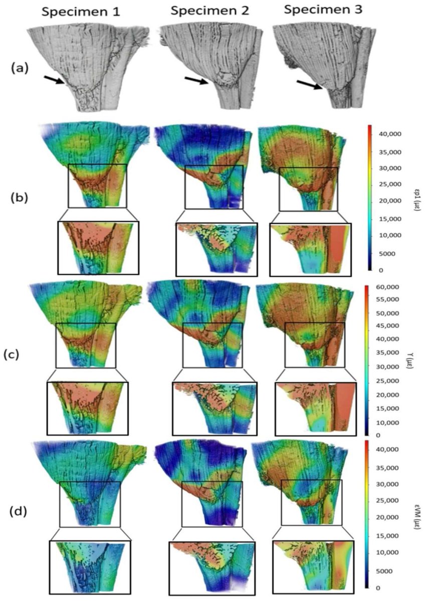 Bioeng_MDPI's tweet photo. 🏃 First 3D strain map of the muscle-tendon junction: peak shear strain hits 160,000 µε at the MTJ under running loads, with muscle side 1.8× higher than tendon.
👉 https://t.co/wI3Tsw9f7i
#Biomechanics #SoftTissue #DigitalVolumeCorrelation https://t.co/qLsokhawQQ