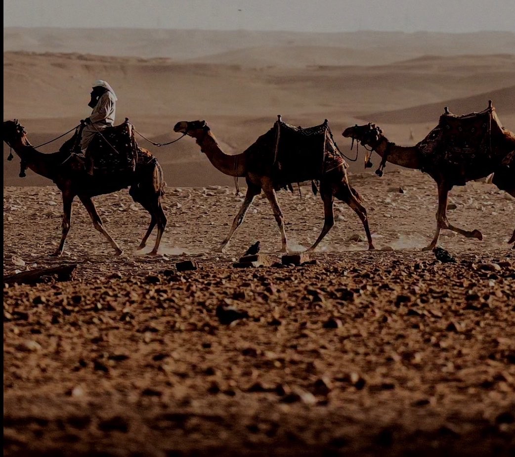 مهيب_🐪 tweet media