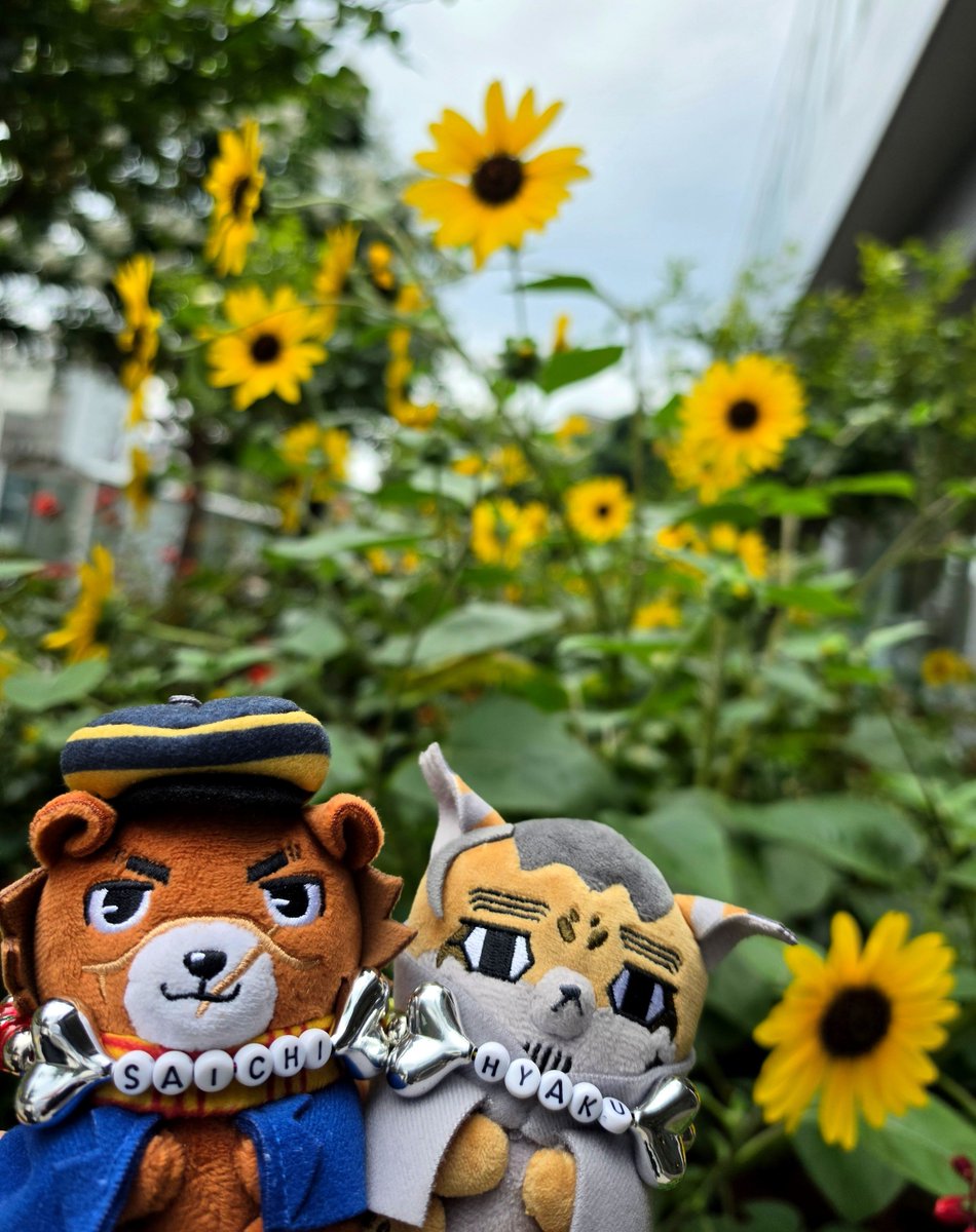 mugihacchi's tweet photo. 🎹お稽古Friday ♪
お稽古終わってﾌｫｾﾞ撮りタイム📷!!

いつものﾌｫｾﾞ写真ｽﾎﾟｯﾄでは
🌻ﾋﾏﾜﾘが元気に咲いていた🌻
夏本番🍉 https://t.co/uob2OgrXIf