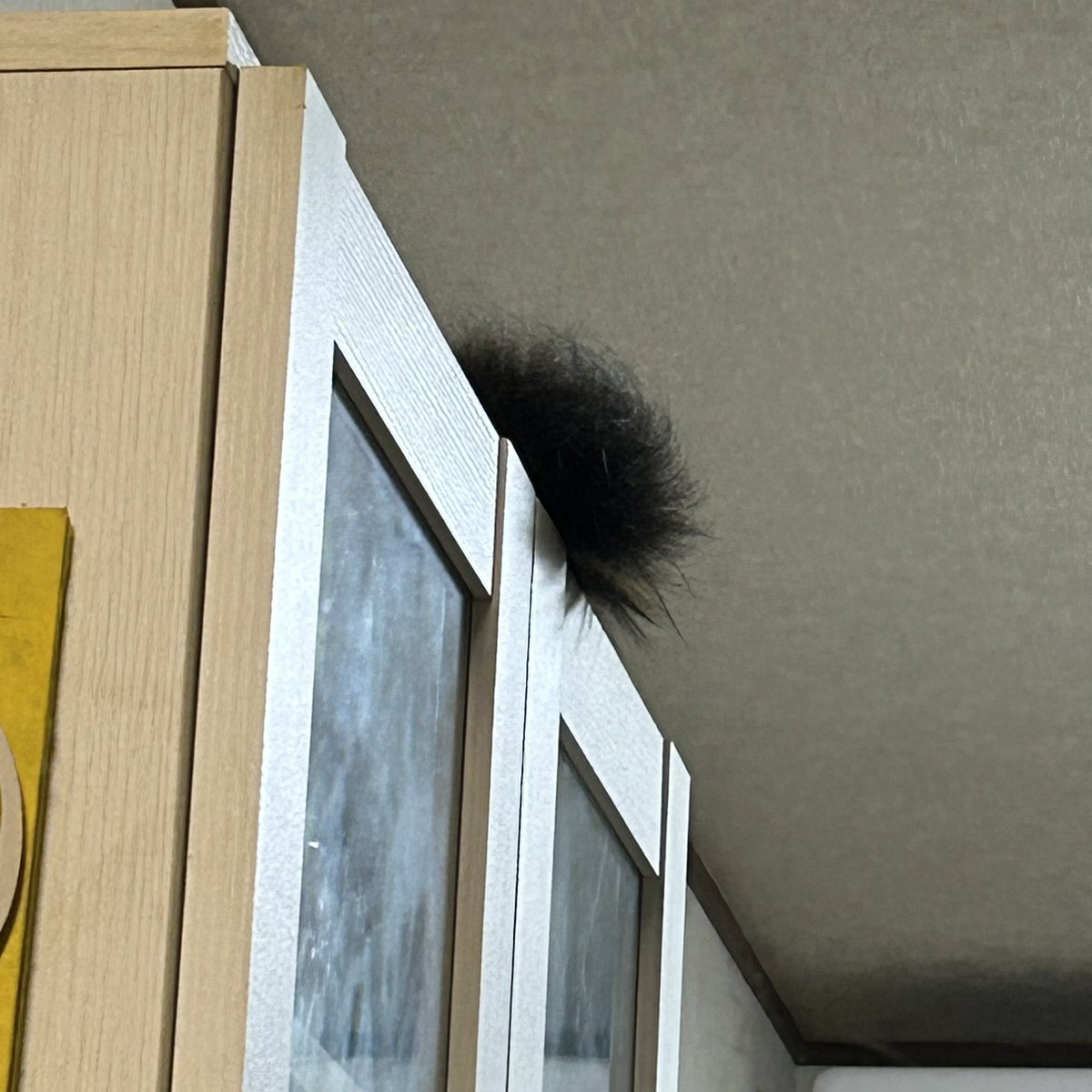 pipittch's tweet photo. もふもふ過ぎて先っぽだけだとぬらりひょん。
いや、猫っす。 https://t.co/ecSNnc85hU
