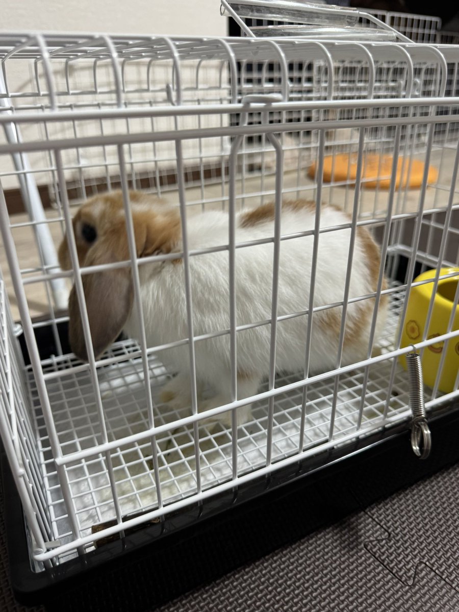 Cream20260417's tweet photo. 今日は爪切りに連れていきました(*´꒳`*)
お出かけケージはちょいとまだ慣れないのでビクビクしてましたが、頑張って乗り越えて偉い👏 https://t.co/LJ6vPqUjSr