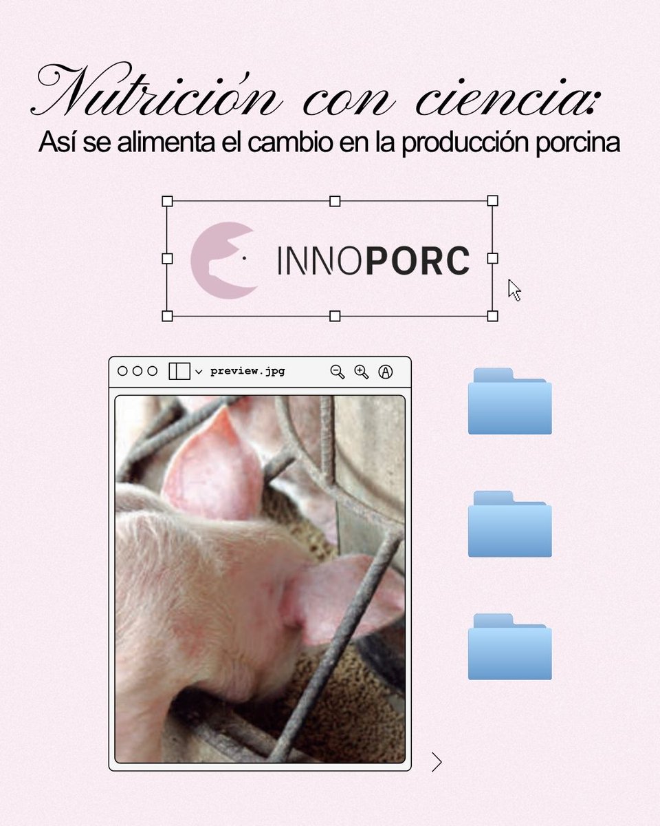 Vitartis's tweet photo. 🐖La alimentación también puede transformar la producción animal

#INNOPORC apuesta por la nutrición de precisión para mejorar la salud de madres y lechones, reducir el uso de antibióticos y avanzar hacia una producción eficiente y sostenible

#AF2025📖 https://t.co/jZUJUNPAyg https://t.co/Q6nSbHKoxG
