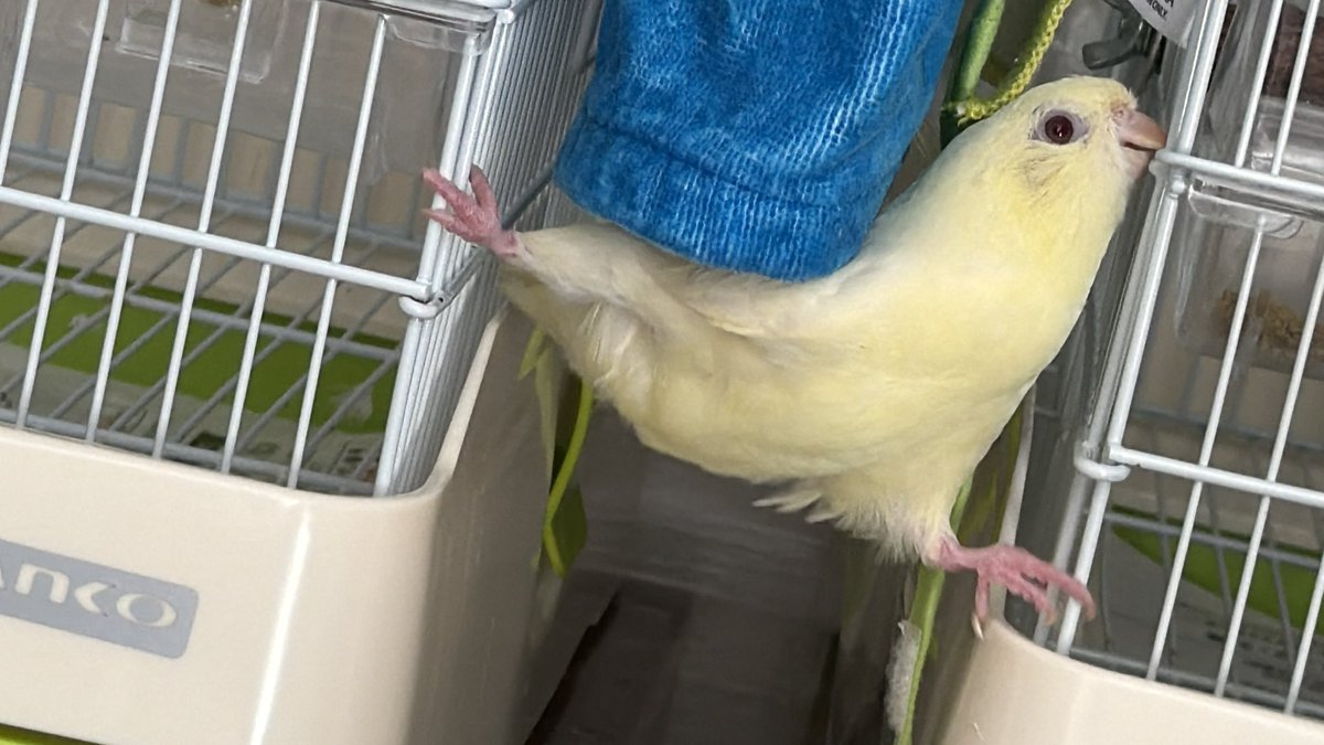 hato_no_sashimi's tweet photo. 人という字は、サザナミインコがケージを跨ぐ姿から着想を得て作られたんだよね https://t.co/e4U7h3oIYU