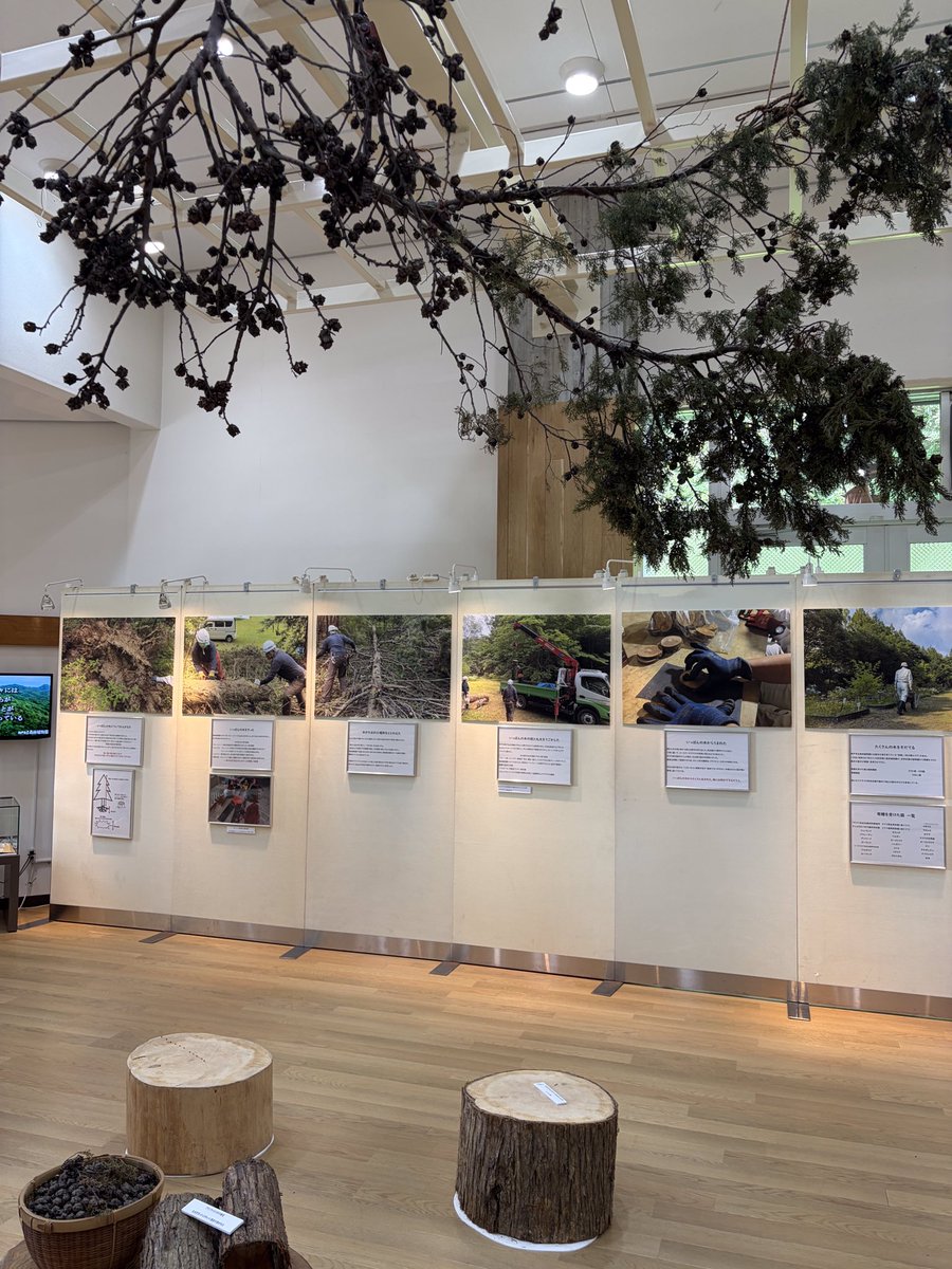 kobe_arboretum's tweet photo. 企画展「いっぽんの木からわかること」
2026年7月18日(土)〜8月31日(月)

園内で倒れてしまった木を測り、分析し、わかったことがありました。
植物園として木を展示して、育てて、管理して、伝えたいことがあります。

植物園の樹木管理の一場面や木が倒れた原因の分析をとおして神戸市立森林植物園の役割を紹介します。