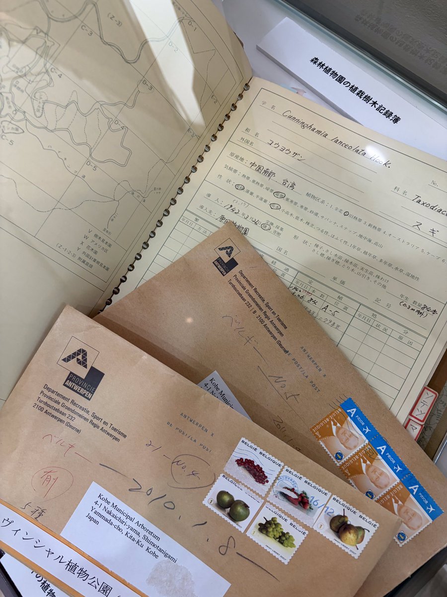 kobe_arboretum's tweet photo. 企画展「いっぽんの木からわかること」
2026年7月18日(土)〜8月31日(月)

園内で倒れてしまった木を測り、分析し、わかったことがありました。
植物園として木を展示して、育てて、管理して、伝えたいことがあります。

植物園の樹木管理の一場面や木が倒れた原因の分析をとおして神戸市立森林植物園の役割を紹介します。