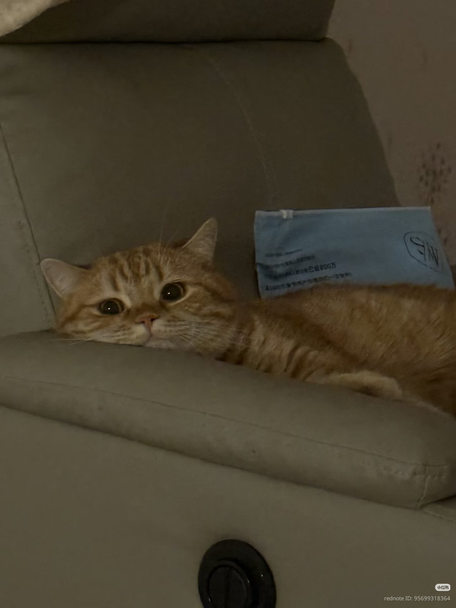 nocontextscats's tweet photo. https://t.co/XlgeTizuuB
